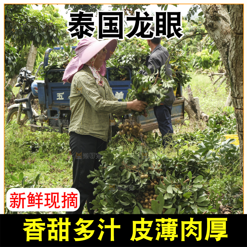 树上的新鲜龙眼