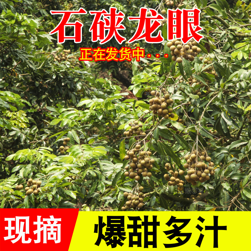 树上的新鲜龙眼