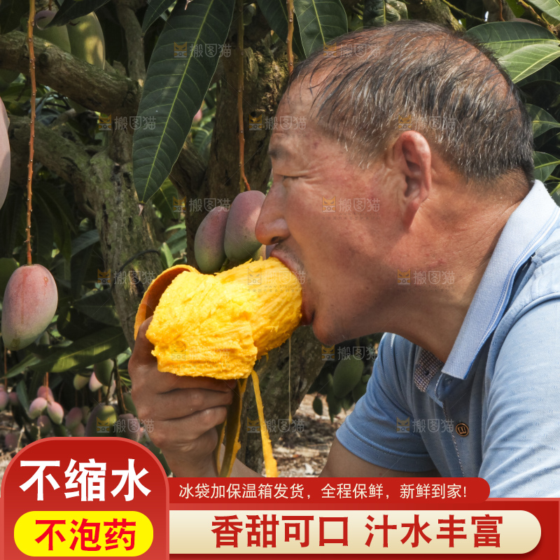 树上的新鲜芒果