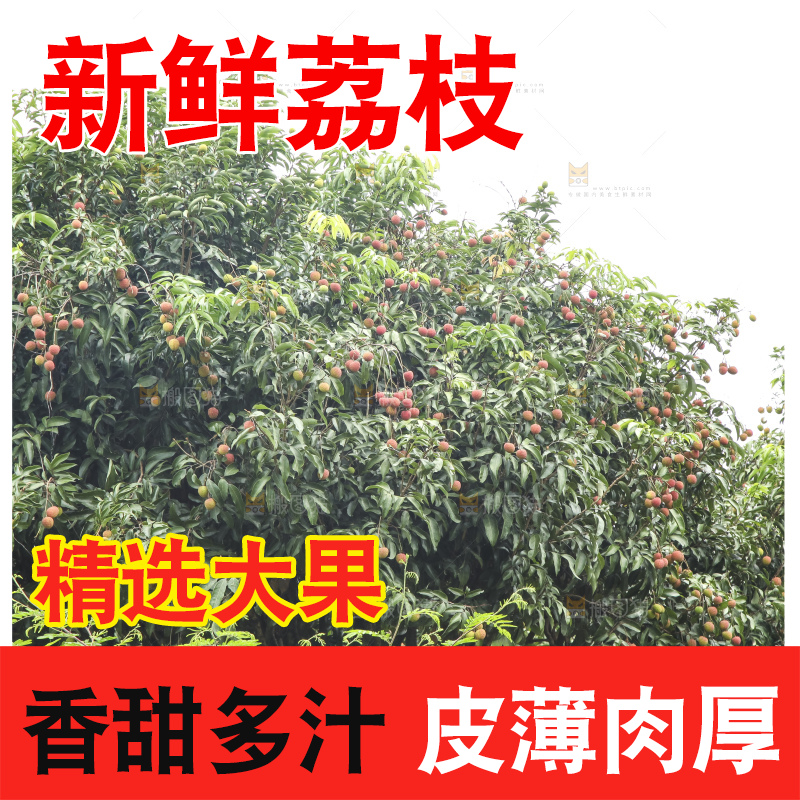树上的荔枝