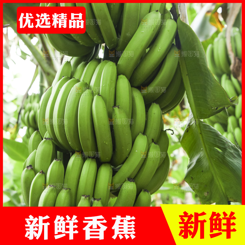 树上的新鲜香蕉