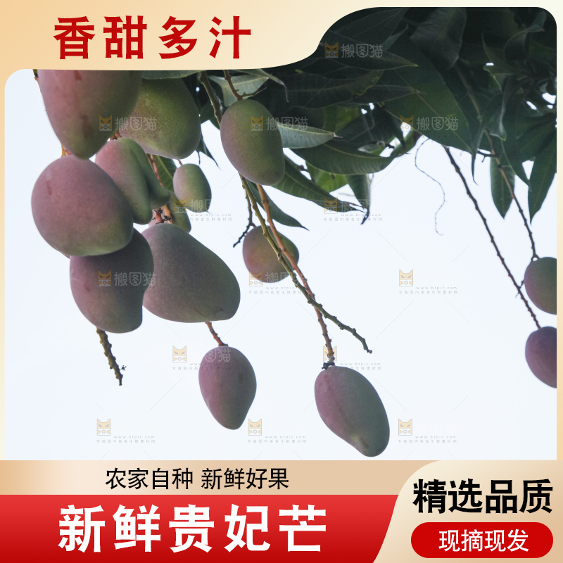 树上的新鲜芒果