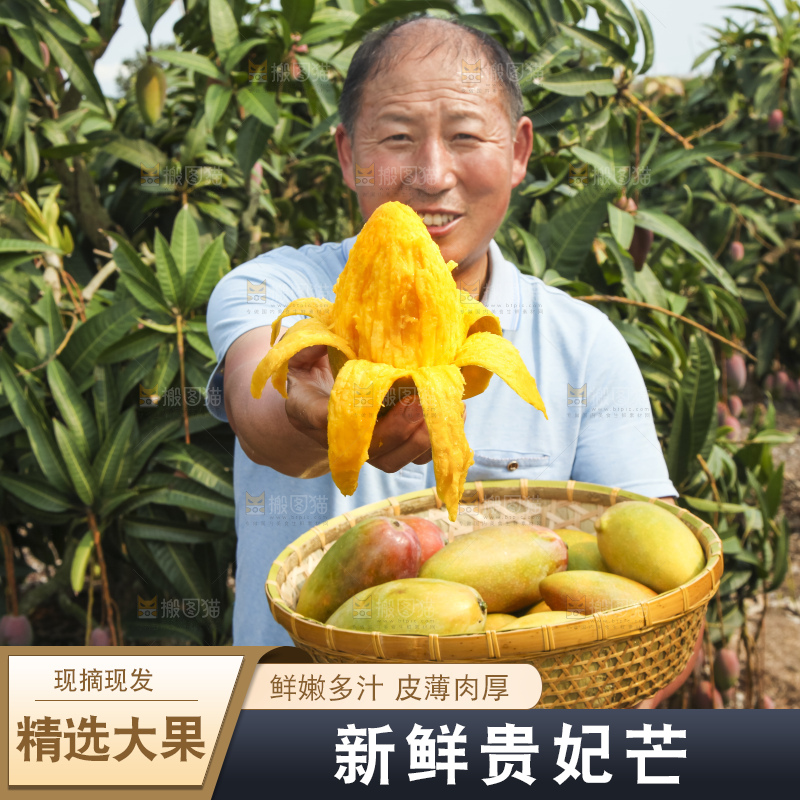 树上的新鲜芒果
