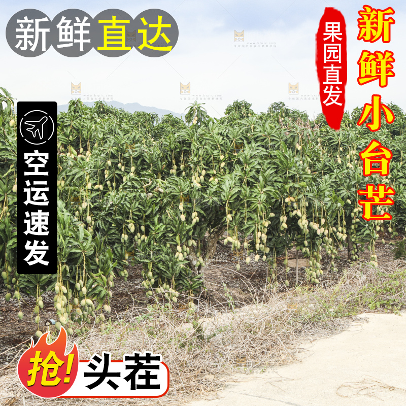 树上的小台芒