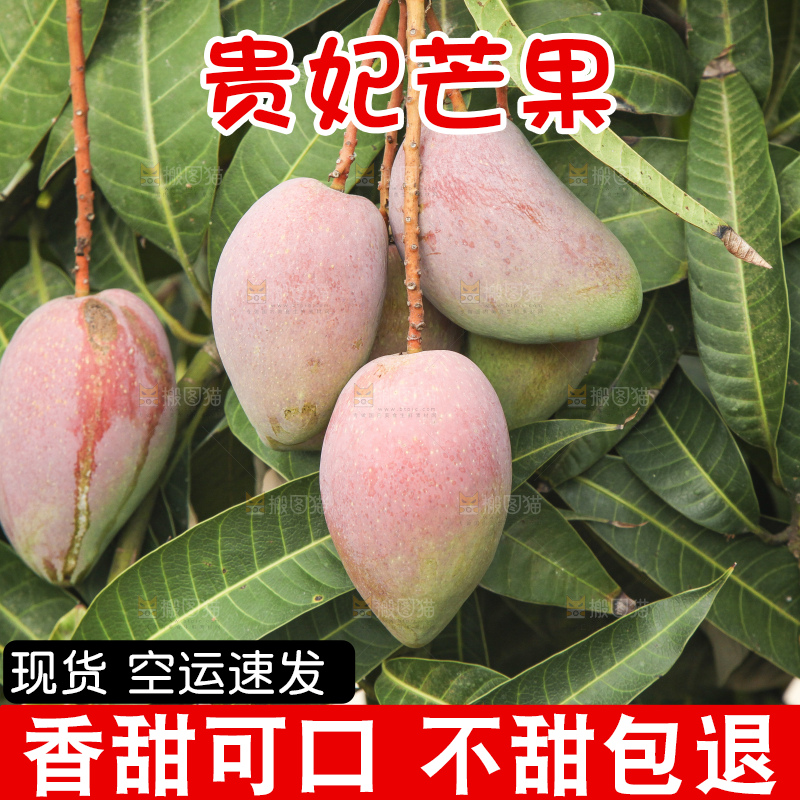 树上的新鲜芒果