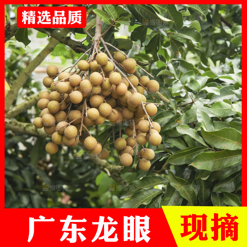 树上的新鲜龙眼