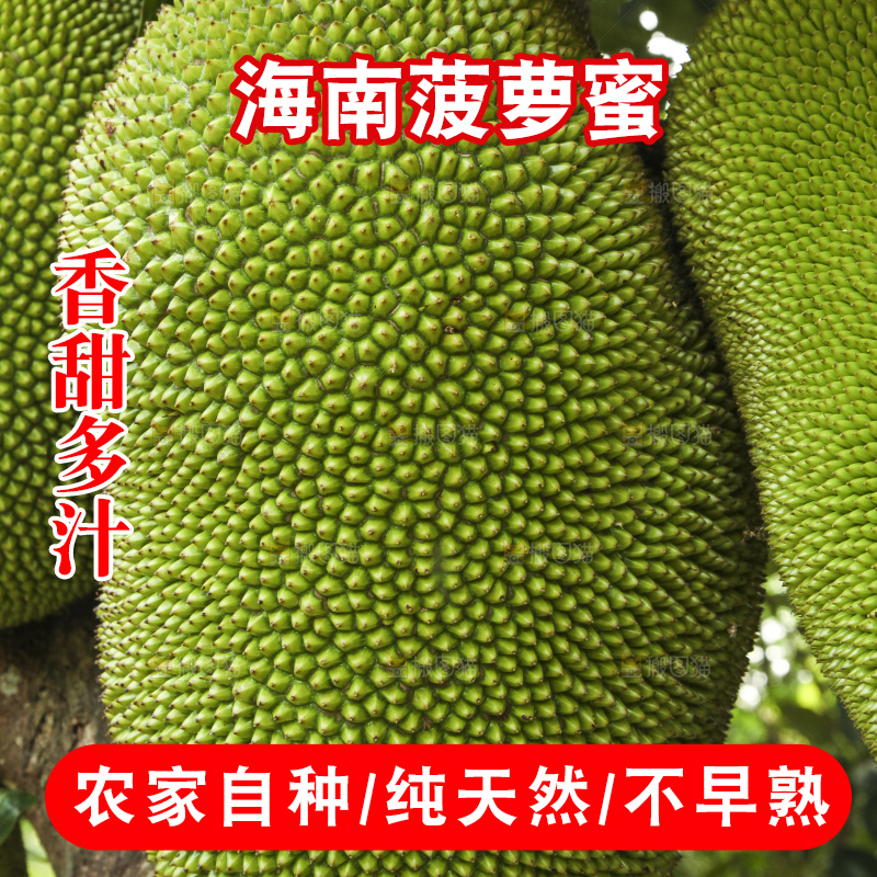 树上的新鲜菠萝蜜