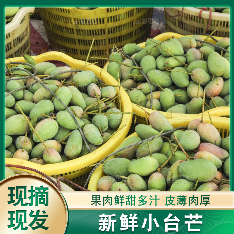 树上的小台芒