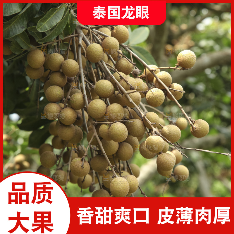 树上的新鲜龙眼