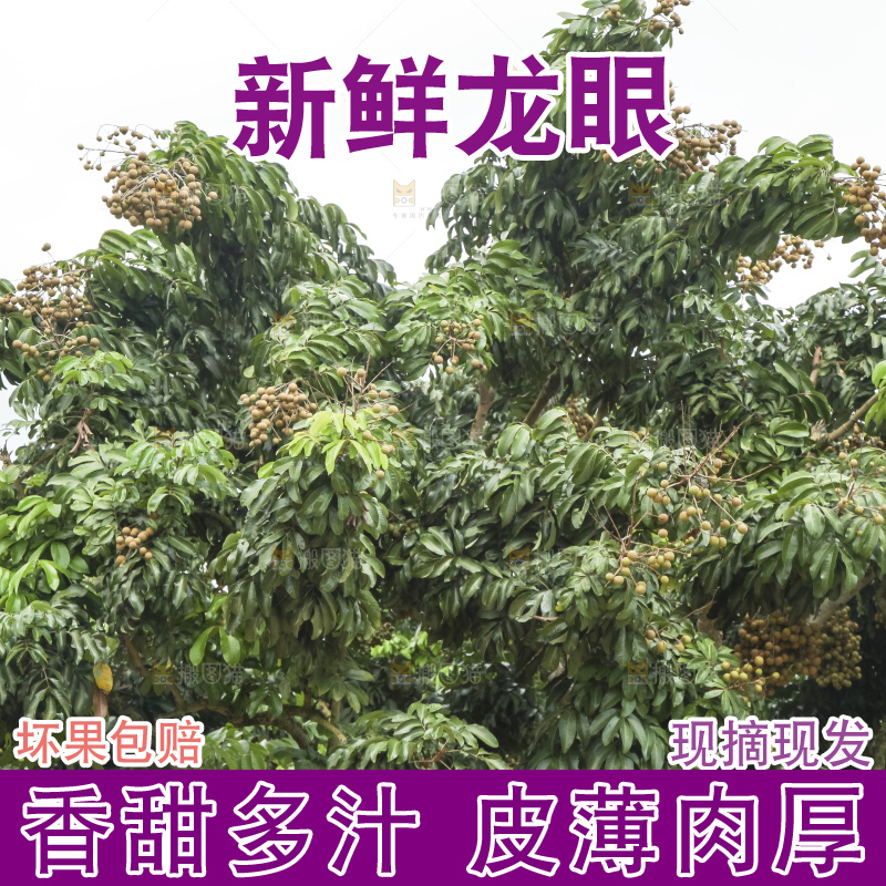 树上的新鲜龙眼