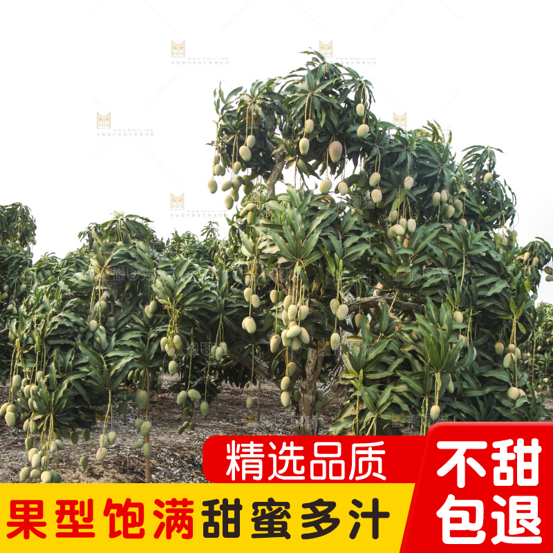 树上的小台芒