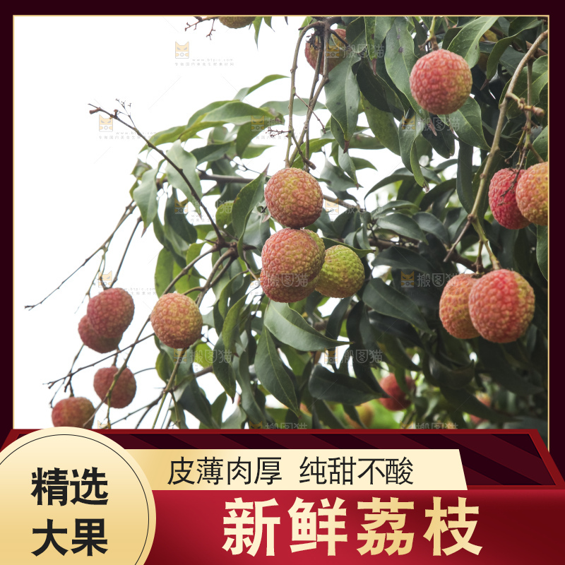 树上的荔枝