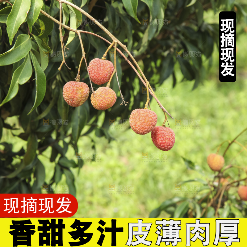树上的荔枝
