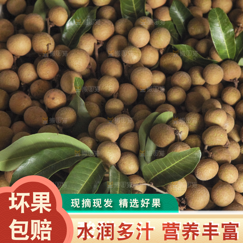 树上的新鲜龙眼