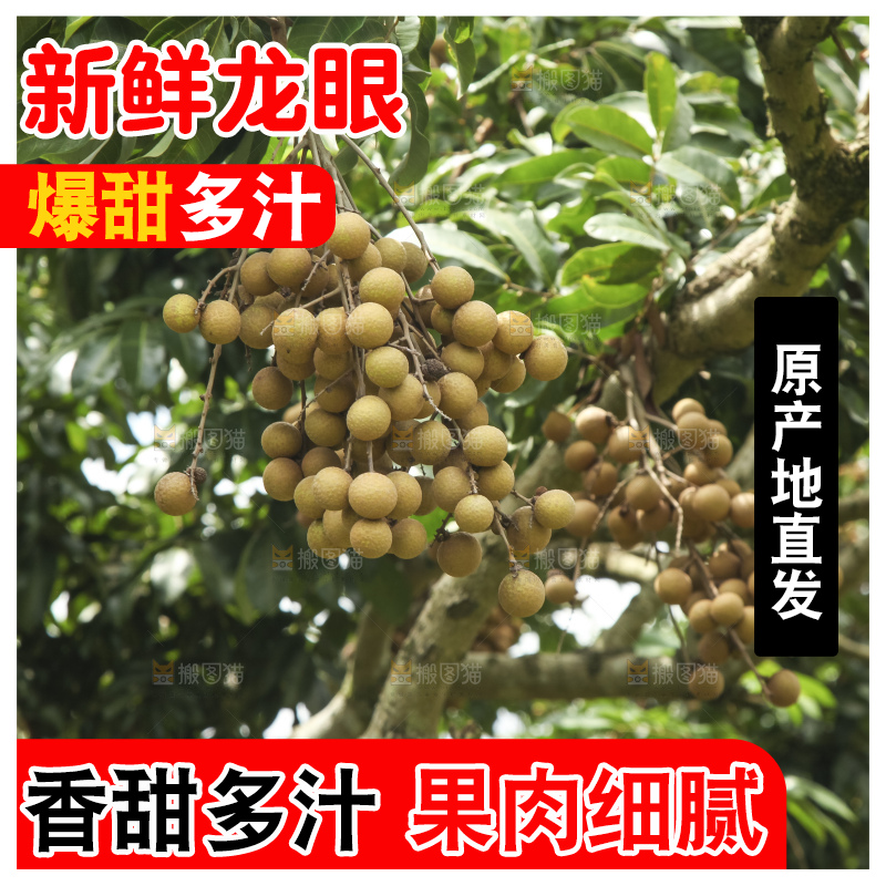 树上的新鲜龙眼