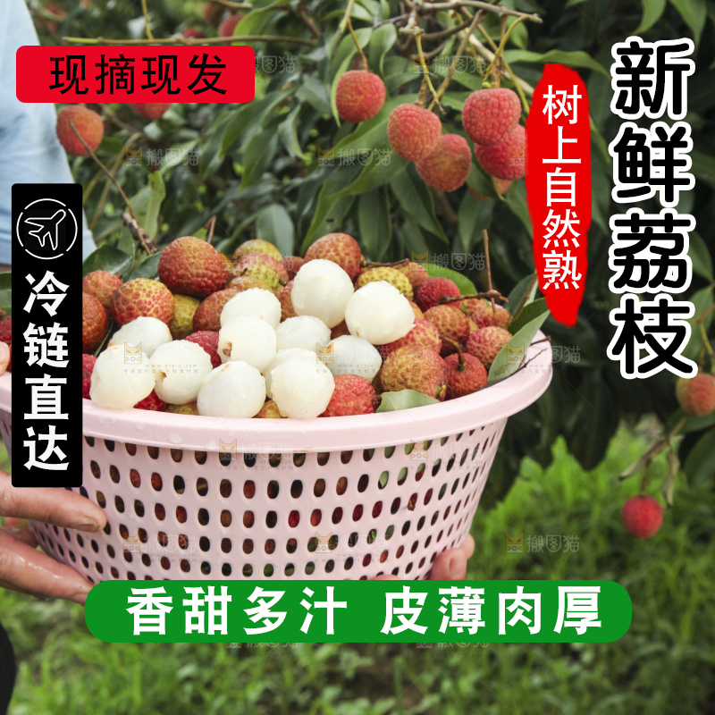 树上的荔枝