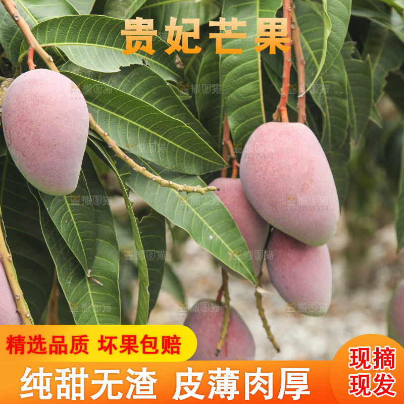 树上的新鲜芒果