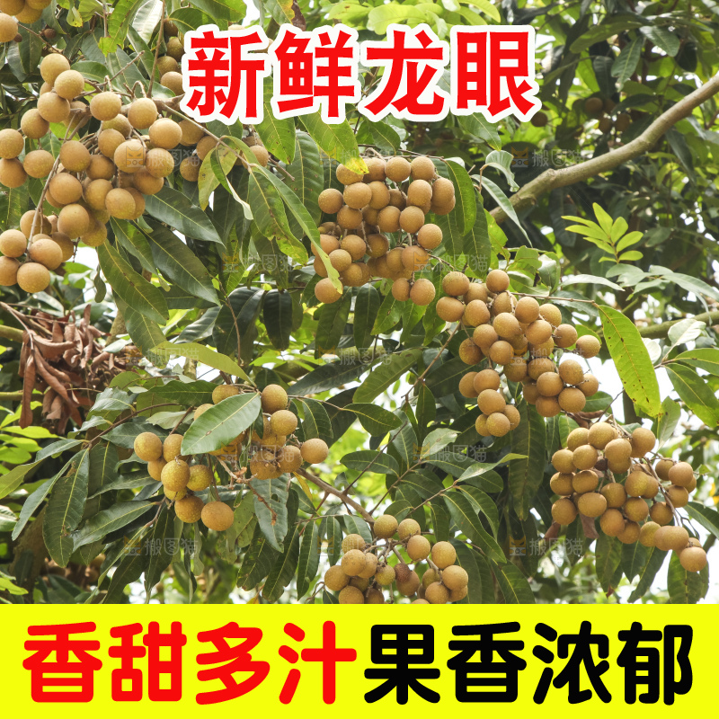 树上的新鲜龙眼