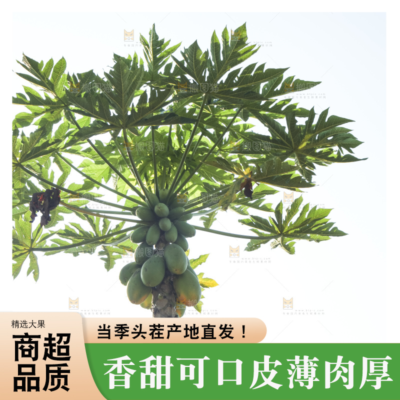 树上的木瓜