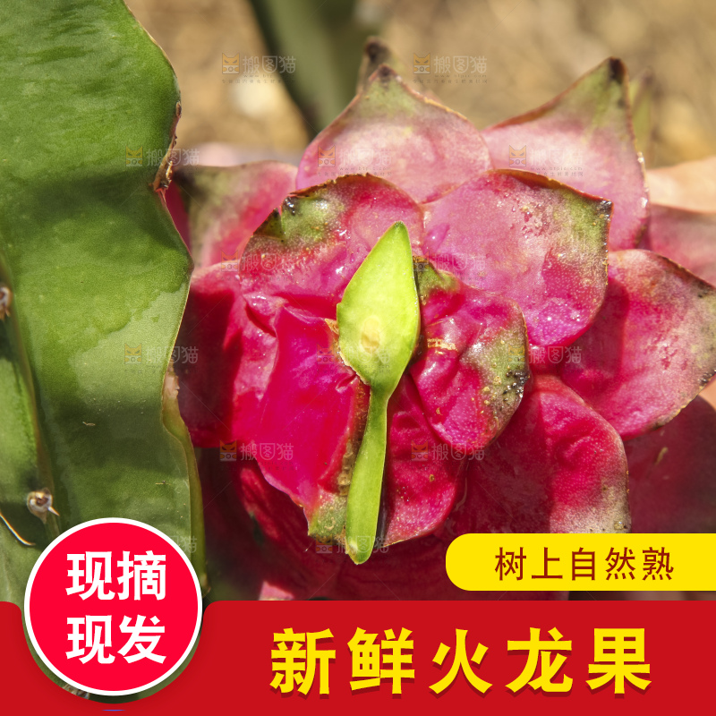 火龙果产地