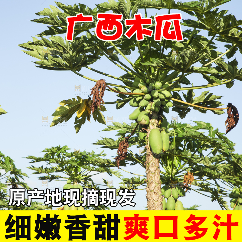 树上的木瓜
