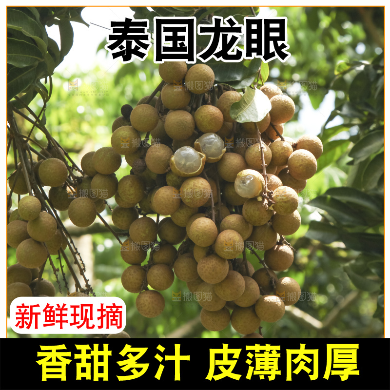 树上的新鲜龙眼