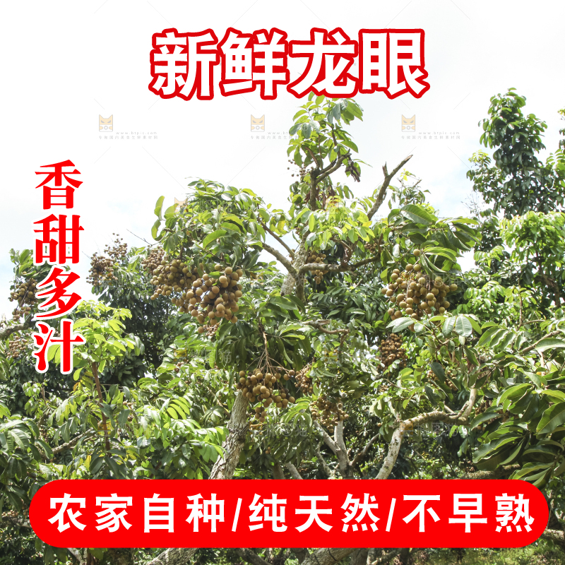 树上的新鲜龙眼