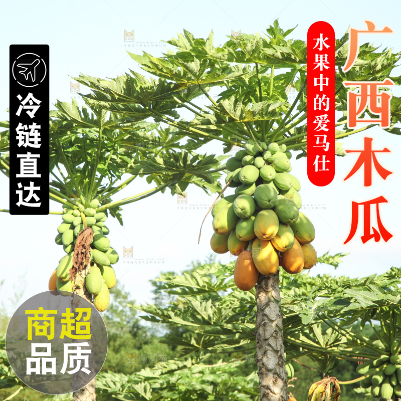 树上的木瓜