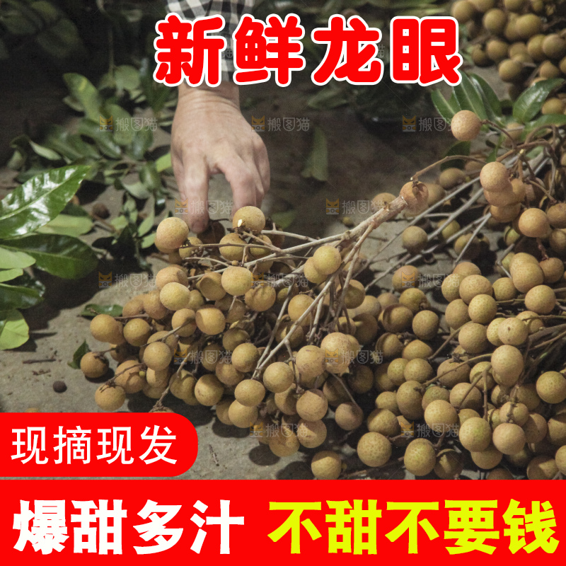 树上的新鲜龙眼