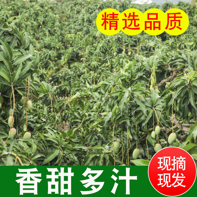 树上的小台芒
