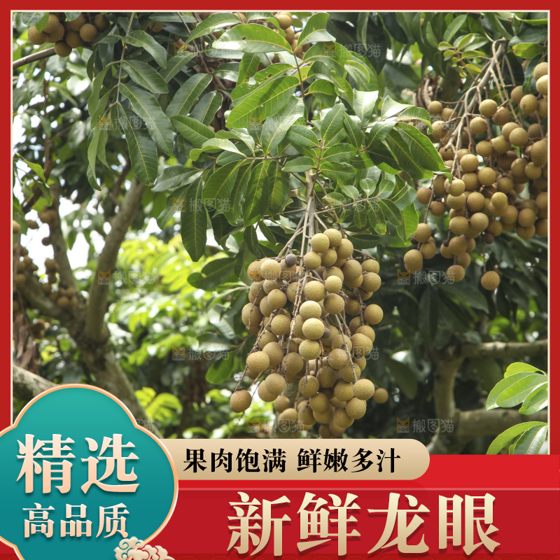 树上的新鲜龙眼