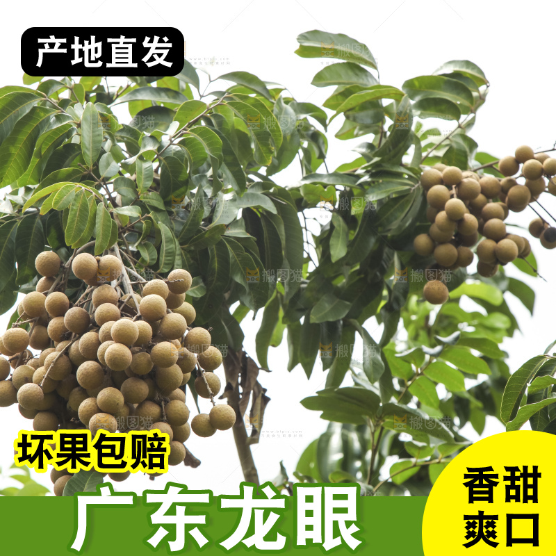 树上的新鲜龙眼