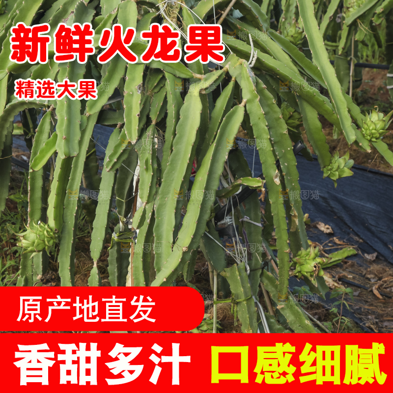 火龙果产地