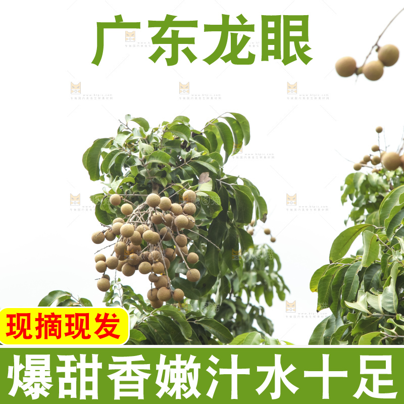 树上的新鲜龙眼