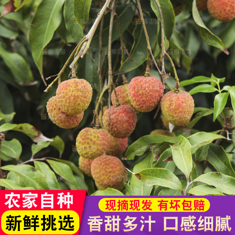 树上的荔枝