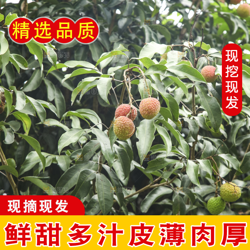 树上的荔枝