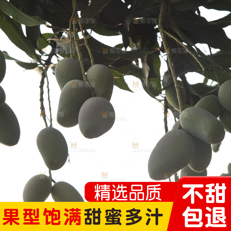 树上的小台芒