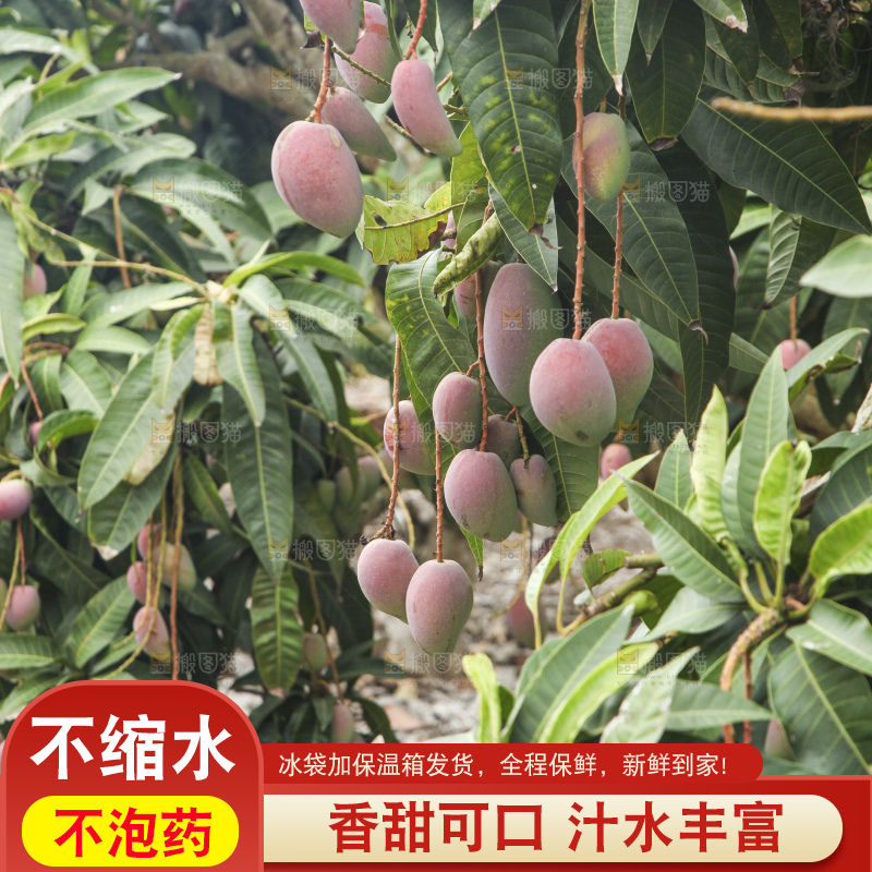 树上的新鲜芒果