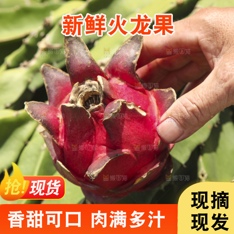 火龙果产地