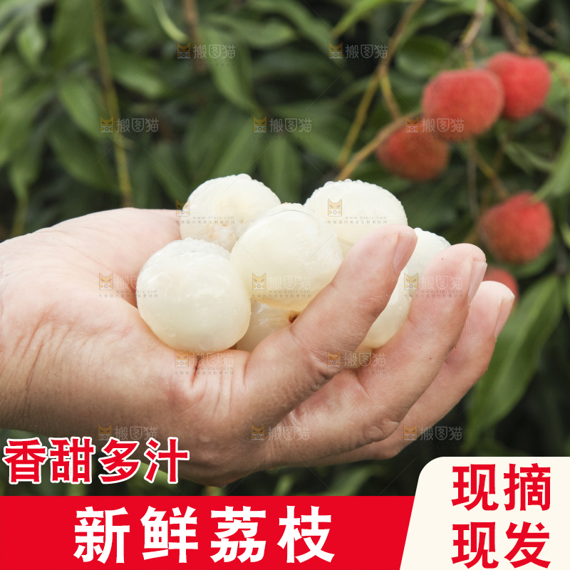 树上的荔枝