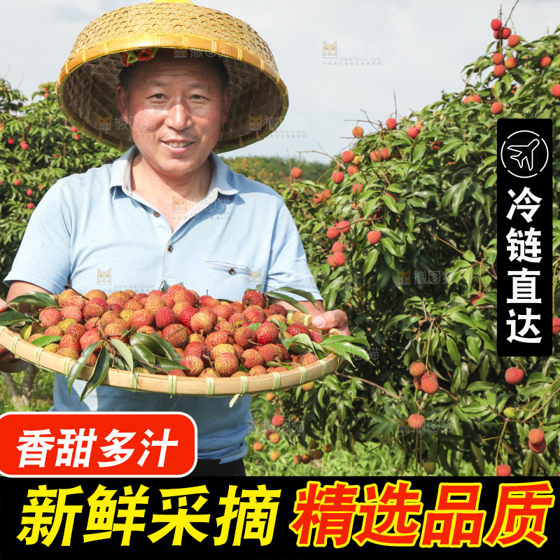 树上的荔枝