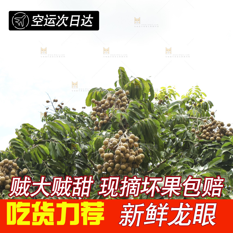 树上的新鲜龙眼