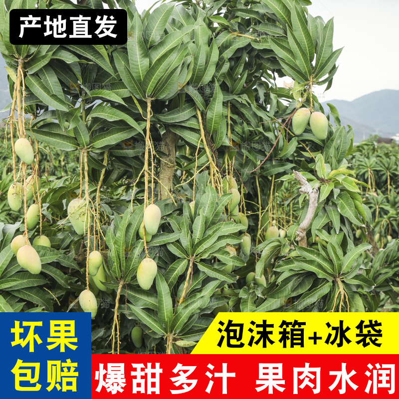 树上的小台芒