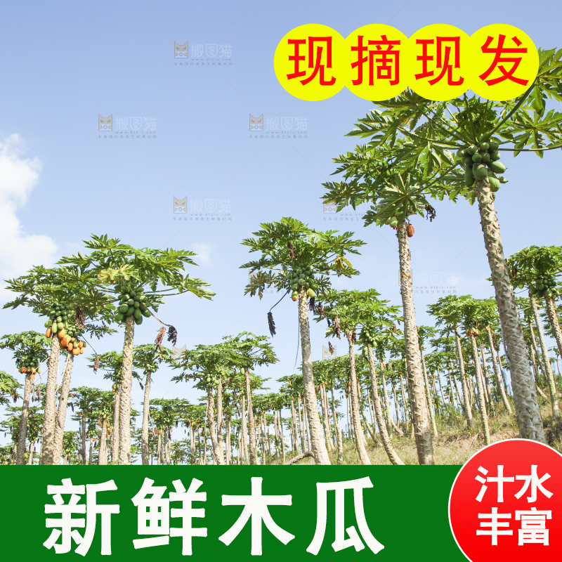 树上的木瓜