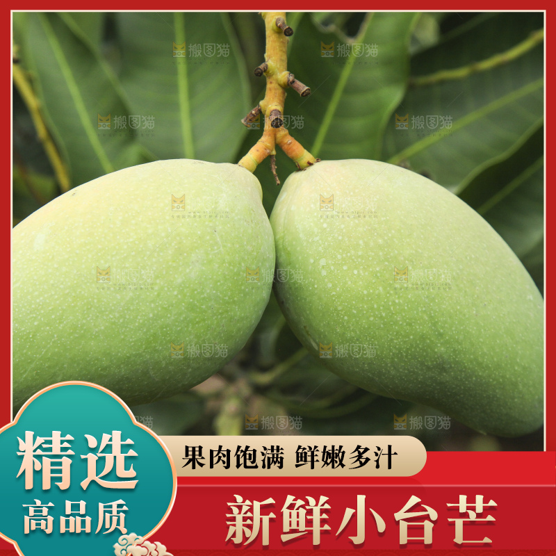 树上的小台芒