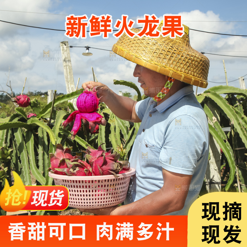 火龙果产地