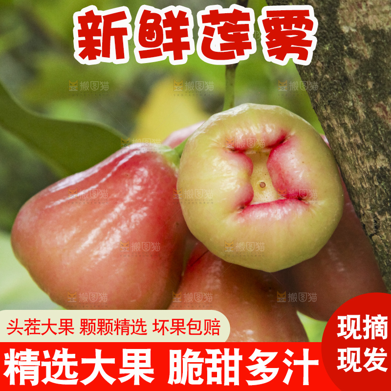 树上的新鲜莲雾