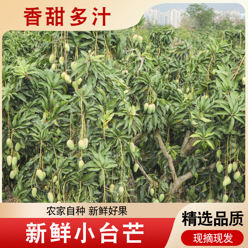 树上的小台芒