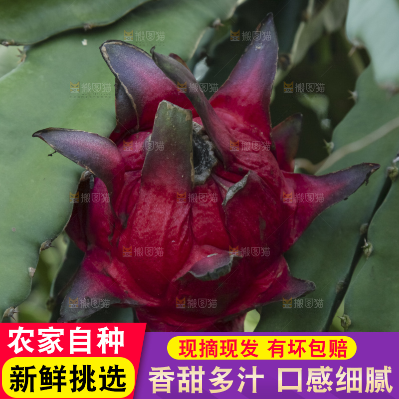 火龙果产地