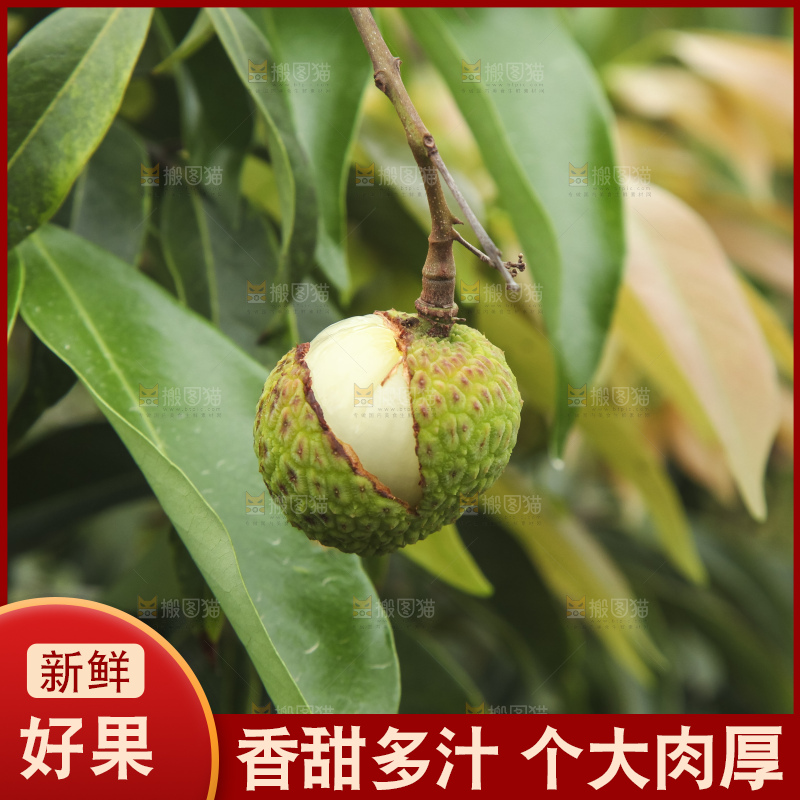 树上的荔枝